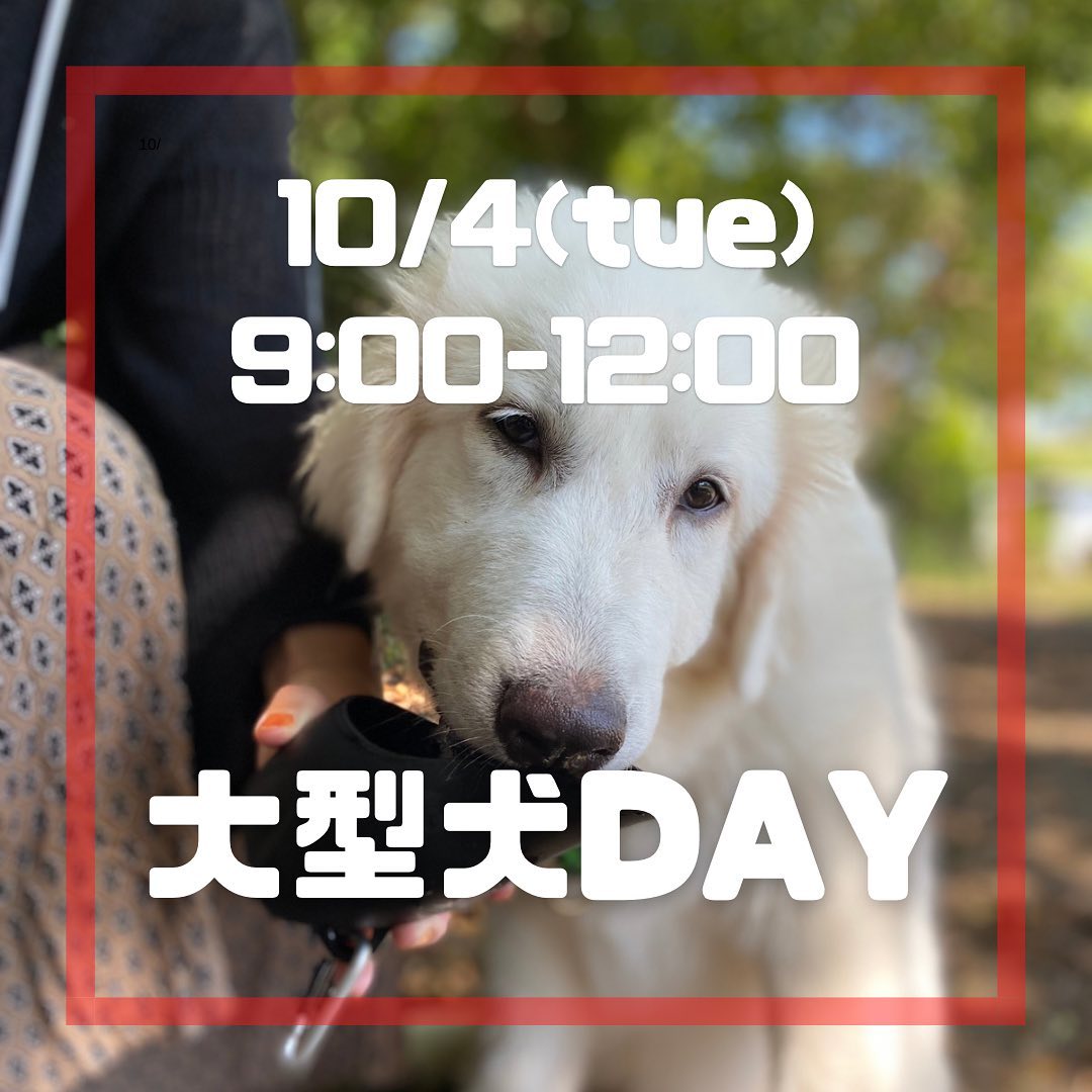 10月最初の犬種指定DAY！
10/4(火)は大型犬DAYです😊
犬種問わず、大きな子達に会えるのを楽しみにお待ちしております

明日はシェルティDAY🐶13:00-17:00ですが、もちろん9:00-13:00の間にご来場いただいてOK🙆‍♀️
お誘い合わせの上ぜひご参加ください！

⚠️9月30日(金)までカフェが貸切となり、ご利用いただけませんのでご注意ください⚠️

〈9月のイベント〉
28日(水)13:00-17:00 #シェルティ DAY
29日(木)13:00-17:00 #鼻ぺちゃ犬 DAY
30日(金)13:00-17:00 #大型犬パピー DAY

📣25日(日)は9:00-17:00の通常営業となりました。

〈10月イベント〉
4日(火)9:00-12:00 #大型犬DAY
5日(水)9:00-12:00 #イタグレ DAY
6日(木)9:00-12:00 #小型犬DAY
18日(火)9:00-12:00 #小型犬DAY
19日(水) 9:00-12:00 #大型犬DAY
20日(木) 9:00-12:00 #ジャックラッセル DAY
25日(火) 9:00-12:00 #鼻ぺちゃDAY
26日(水) 9:00-12:00 #ビーグルDAY
27日(木) 9:00-12:00 #ノーフォーク、ノーリッチDAY
29日(土)13:00-17:00 #ヨークシャーテリア DAY

◆初めてご利用の方
事前に利用申込書（利用規約同意書）をWEBサイトからご登録ください。
⁡
dog-field.work
⁡
是非Instagramにアップされる際はハッシュタグ
#ShonanDogField
を付けてアップして頂けると最高です♪
┈┈┈┈┈┈┈┈┈┈┈
Special Thanks !! 
@peacewankojapan 
@gdo.chigasakigolf @trexchigasaki_oceancafe 
@trex_ocean_village