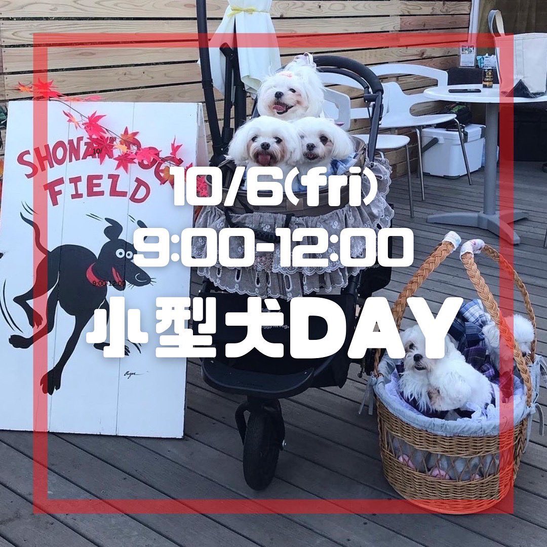 来週6日の金曜日、小型犬をDAY開催いたします✨✨
9:00-12:00となっておりますので、ランでたくさん遊んだあとは @trexchigasaki_oceancafe でランチなんてでしょうか😍
店内もワンちゃん🆗の素敵なカフェです☕️

本日は
9時〜13時　通常営業
13時〜17時　鼻ぺちゃ犬DAY
お待ちしております❣️

⚠️9月30日(金)までカフェが貸切となり、ご利用いただけませんのでご注意ください⚠️

カフェの前にキッチンカーが出ておりますのでぜひご利用ください🚍🍽

〈9月のイベント〉
29日(木)13:00-17:00 #鼻ぺちゃ犬 DAY
30日(金)13:00-17:00 #大型犬パピー DAY

〈10月イベント〉
4日(火)9:00-12:00 #大型犬DAY
5日(水)9:00-12:00 #イタグレ DAY
6日(木)9:00-12:00 #小型犬DAY
18日(火)9:00-12:00 #小型犬DAY
19日(水) 9:00-12:00 #大型犬DAY
20日(木) 9:00-12:00 #ジャックラッセル DAY
23日(日)9:00-12:00 #ノーフォークテリア #ノーリッチテリア DAY
25日(火) 9:00-12:00 #鼻ぺちゃDAY
26日(水) 9:00-12:00 #ビーグル DAY
27日(木)9:00-12:00 #牧羊犬 DAY🆕
29日(土)13:00-17:00 #ヨークシャーテリア DAY

↑↑↑
🆕ノーフォークノーリッチDAYが23日に変更されました！
新しく牧羊犬での犬種指定DAYを予定してみました✨

◆初めてご利用の方
事前に利用申込書（利用規約同意書）をWEBサイトからご登録ください。
⁡
dog-field.work
⁡
是非Instagramにアップされる際はハッシュタグ
#ShonanDogField
を付けてアップして頂けると最高です♪
┈┈┈┈┈┈┈┈┈┈┈
Special Thanks !! 
@peacewankojapan 
@gdo.chigasakigolf @trexchigasaki_oceancafe 
@trex_ocean_village
